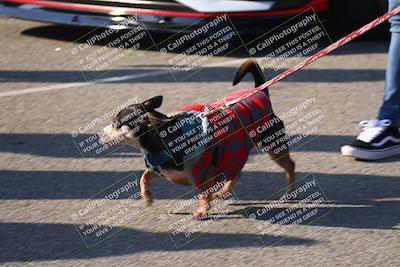 media/Nov-11-2023-GTA Finals Buttonwillow (Sat) [[117180e161]]/Around the Pits/